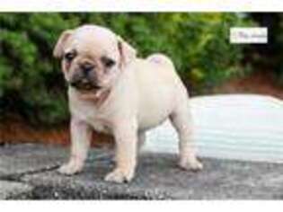 Puggle Puppy for sale in South Bend, IN, USA