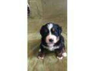 Bernese Mountain Dog Puppy for sale in Bahama, NC, USA