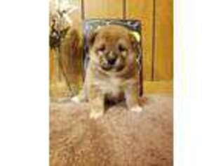 Shiba Inu Puppy for sale in Logan, OH, USA