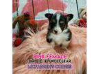 Pembroke Welsh Corgi Puppy for sale in Calhoun, MO, USA