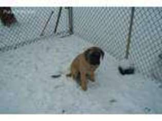 Mastiff Puppy for sale in Vernon Hill, VA, USA