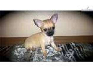 Chihuahua Puppy for sale in Albuquerque, NM, USA