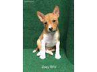Basenji Puppy for sale in Nicholls, GA, USA