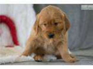 Golden Retriever Puppy for sale in Youngstown, OH, USA