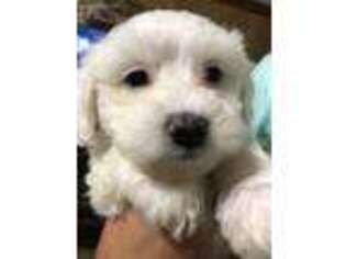 Maltese Puppy for sale in Florence, MS, USA