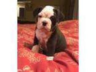 Olde English Bulldogge Puppy for sale in Rising Sun, MD, USA