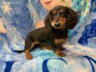 Dachshund Puppy for sale in Pittsfield, IL, USA