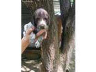 German Shorthaired Pointer Puppy for sale in Montrose, CO, USA