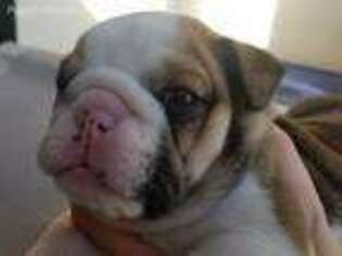 Bulldog Puppy for sale in Moscow, ID, USA