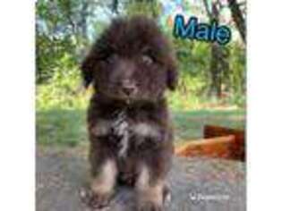 Mutt Puppy for sale in Jerico Springs, MO, USA