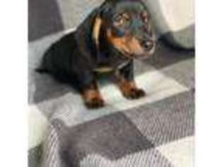 Dachshund Puppy for sale in Blue Island, IL, USA