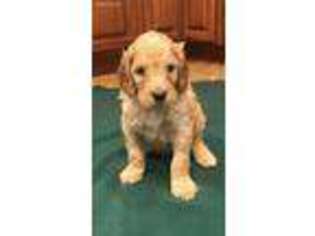 Mutt Puppy for sale in Rogers City, MI, USA
