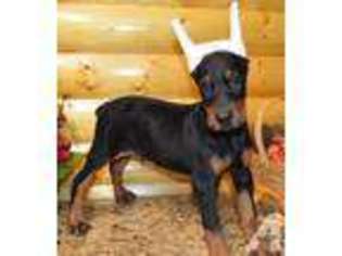 Doberman Pinscher Puppy for sale in DEEPWATER, MO, USA