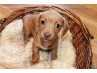 Dachshund Puppy for sale in Union, MI, USA