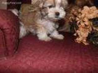 Shorkie Tzu Puppy for sale in Albertville, AL, USA