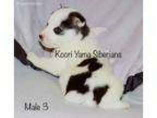 Siberian Husky Puppy for sale in Reston, VA, USA
