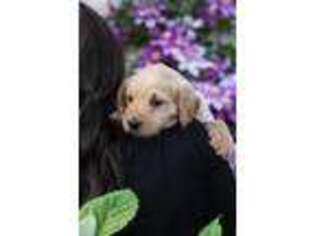 Labradoodle Puppy for sale in London, OH, USA