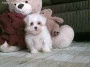 Maltese Puppy for sale in Milford, IN, USA