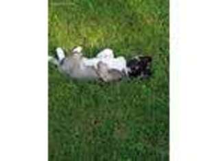 Akita Puppy for sale in New Albany, MS, USA
