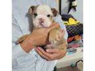 Bulldog Puppy for sale in Gas City, IN, USA