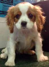 Cavalier King Charles Spaniel Puppy for sale in Loveland, CO, USA