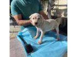 Dogo Argentino Puppy for sale in Newbury Park, CA, USA