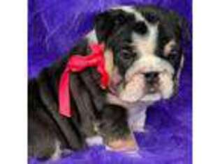 Bulldog Puppy for sale in Augusta, GA, USA