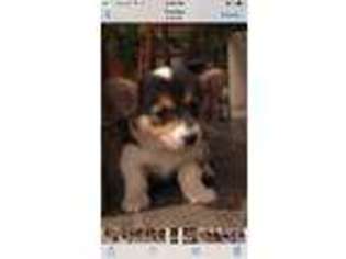 Pembroke Welsh Corgi Puppy for sale in Mount Pleasant Mills, PA, USA