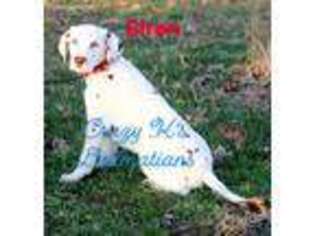 Dalmatian Puppy for sale in Belle, MO, USA