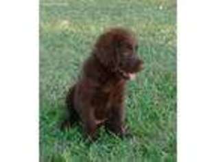 Labradoodle Puppy for sale in Richlands, NC, USA