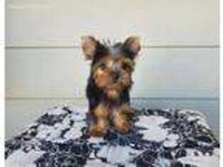 Yorkshire Terrier Puppy for sale in Santa Clarita, CA, USA