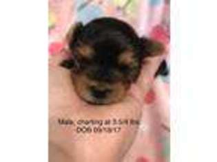 Yorkshire Terrier Puppy for sale in Louisville, OH, USA