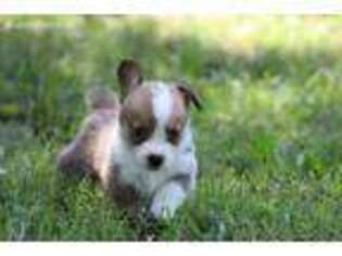 Pembroke Welsh Corgi Puppy for sale in Poteau, OK, USA