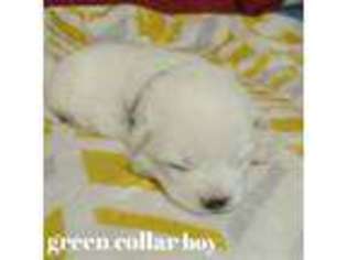 American Eskimo Dog Puppy for sale in Ashley, IN, USA