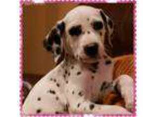 Dalmatian Puppy for sale in Rock Hill, SC, USA