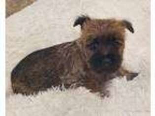 Cairn Terrier Puppy for sale in Henderson, TN, USA