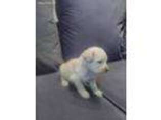 Labradoodle Puppy for sale in Greentown, IN, USA