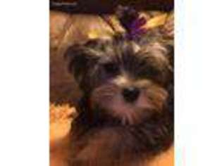 Yorkshire Terrier Puppy for sale in Norris City, IL, USA