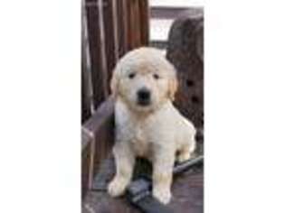 Golden Retriever Puppy for sale in Midlothian, VA, USA