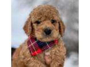 Goldendoodle Puppy for sale in San Francisco, CA, USA