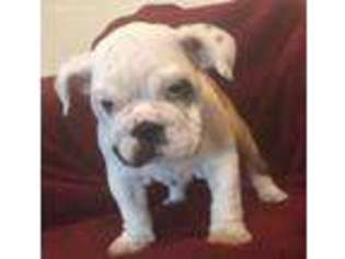 Bulldog Puppy for sale in Orlando, FL, USA