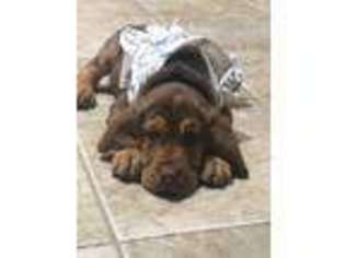 Bloodhound Puppy for sale in Carlisle, PA, USA