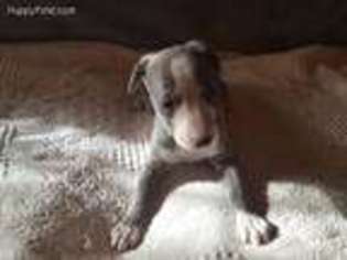Whippet Puppy for sale in New Virginia, IA, USA