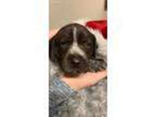 German Shorthaired Pointer Puppy for sale in Springfield, OH, USA