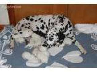 Dalmatian Puppy for sale in Morrison, TN, USA