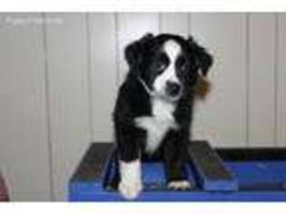 Miniature Australian Shepherd Puppy for sale in Circleville, OH, USA