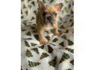 French Bulldog Puppy for sale in Paterson, NJ, USA