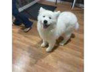 Samoyed Puppy for sale in Bloomfield, IA, USA