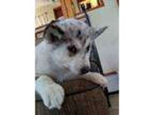 Siberian Husky Puppy for sale in Onalaska, WI, USA