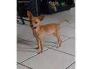 Chihuahua Puppy for sale in Cape Coral, FL, USA